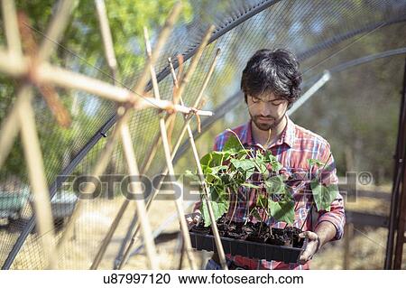 Portrait of gardener planting runner bean seedlings in springtime in organic vegetable garden View Large Photo Image Stock Image - Portrait of gardener planting runner bean seedlings in springtime in organic vegetable garden. Fotosearch