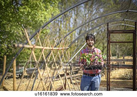 Portrait of gardener planting runner bean seedlings in springtime in organic vegetable garden View Large Photo Image Stock Photo - Portrait of gardener planting runner bean seedlings in springtime in organic vegetable garden. Fotosearch