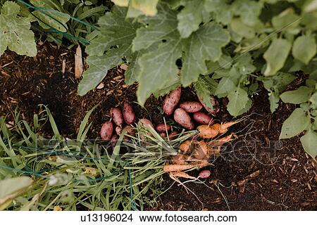 Potatoes and carrots on ground View Large Photo Image Picture - Potatoes and carrots on ground. Fotosearch