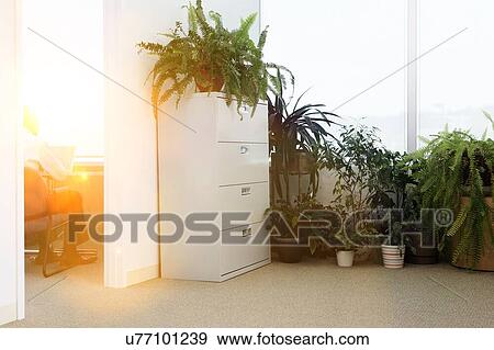 Potted plants by office window View Large Photo Image Stock Photo - Potted plants by office window. Fotosearch