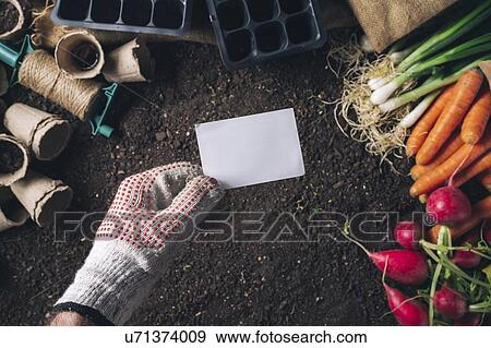 Professional gardener, conceptual image View Large Photo Image Stock Photo - Professional gardener, conceptual image. Fotosearch