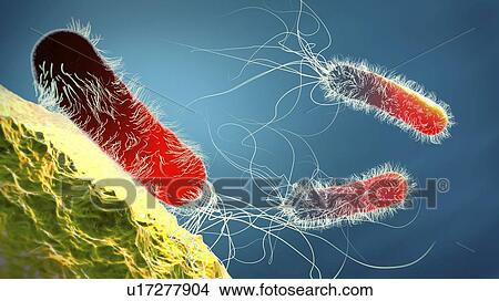 Picture - Pseudomonas aeruginosa bacteria, illustration. Fotosearch