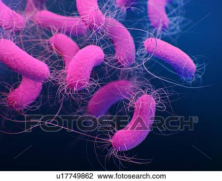 Pseudomonas aeruginosa bacteria, illustration View Large Photo Image Stock Image - Pseudomonas aeruginosa bacteria, illustration. Fotosearch