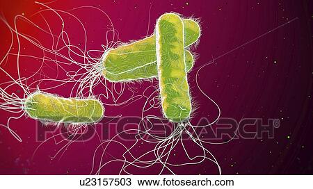 Pseudomonas aeruginosa bacteria, illustration View Large Photo Image Stock Image - Pseudomonas aeruginosa bacteria, illustration. Fotosearch