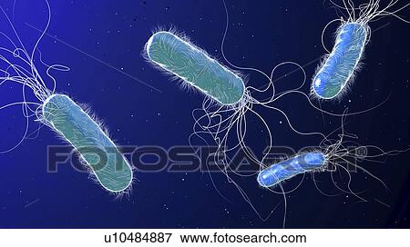 Pseudomonas aeruginosa bacteria, illustration View Large Photo Image Stock Photo - Pseudomonas aeruginosa bacteria, illustration. Fotosearch