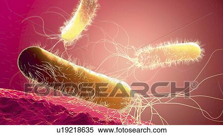 Pseudomonas aeruginosa bacteria, illustration View Large Photo Image Stock Photography - Pseudomonas aeruginosa bacteria, illustration. Fotosearch