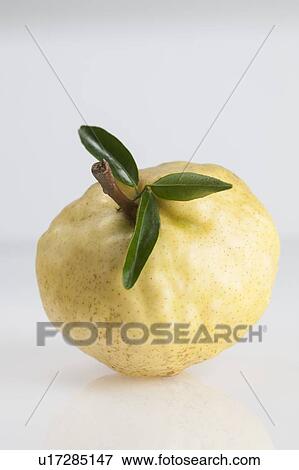 Stock Photo - Quince (Cydonia oblonga). Fotosearch