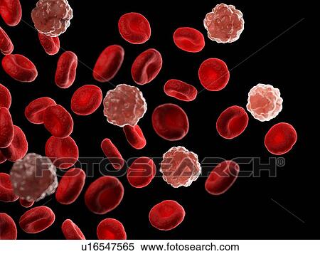 Red and white blood cells, illustration View Large Photo Image Stock Photography - Red and white blood cells, illustration. Fotosearch