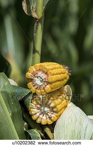 Ripe corn cob cross section View Large Photo Image Stock Image - Ripe corn cob cross section. Fotosearch