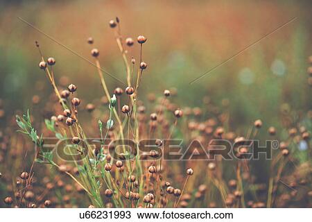 Stock Image - Ripe flax (Linum usitatissimum) plants in field. Fotosearch