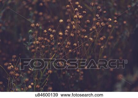 Ripe flax (Linum usitatissimum) plants in field View Large Photo Image Stock Photo - Ripe flax (Linum usitatissimum) plants in field. Fotosearch