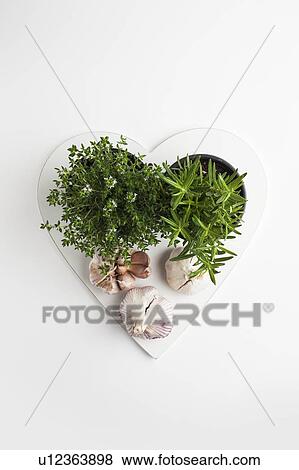 Stock Photo - Rosemary, thyme and garlic. Fotosearch
