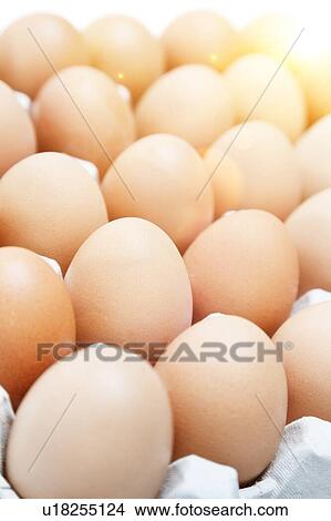 Picture - Rows of eggs. Fotosearch