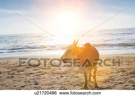 Sacred cow on beach View Large Photo Image Stock Photograph - Sacred cow on beach. Fotosearch