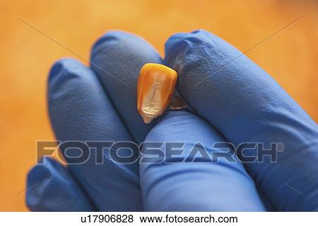 Stock Photo - Scientist examining harvested corn kernels. Fotosearch