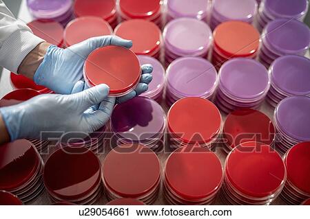 Scientist inspecting agar dish in laboratory View Large Photo Image Stock Image - Scientist inspecting agar dish in laboratory. Fotosearch