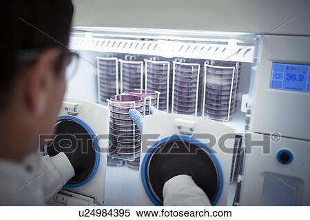 Stock Photography - Scientist inspecting agar dishes in anaerobic cabinet in laboratory. Fotosearch