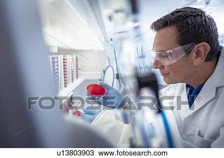Scientist making bacterial culture on agar dish in anaerobic cabinet in laboratory View Large Photo Image Stock Image - Scientist making bacterial culture on agar dish in anaerobic cabinet in laboratory. Fotosearch