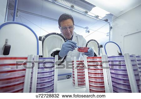 Stock Image - Scientist making bacterial culture on agar dish in anaerobic cabinet in laboratory. Fotosearch