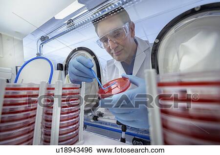 Scientist making bacterial culture on agar dish in anaerobic cabinet in laboratory View Large Photo Image Stock Photograph - Scientist making bacterial culture on agar dish in anaerobic cabinet in laboratory. Fotosearch