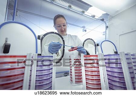Scientist making bacterial culture on agar dish in anaerobic cabinet in laboratory View Large Photo Image Stock Photography - Scientist making bacterial culture on agar dish in anaerobic cabinet in laboratory. Fotosearch