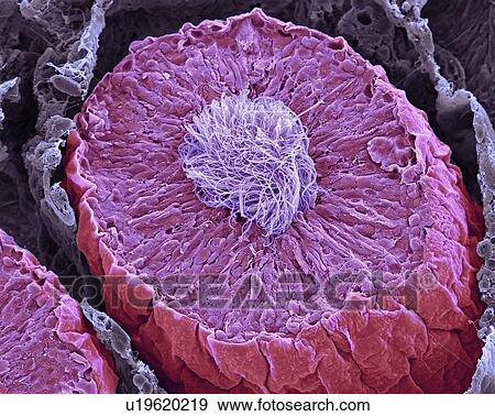 Seminiferous tubules in the testis, SEM View Large Photo Image Stock Photo - Seminiferous tubules in the testis, SEM. Fotosearch