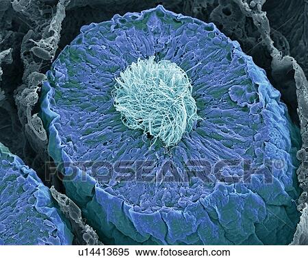 Stock Photography - Seminiferous tubules in the testis, SEM. Fotosearch