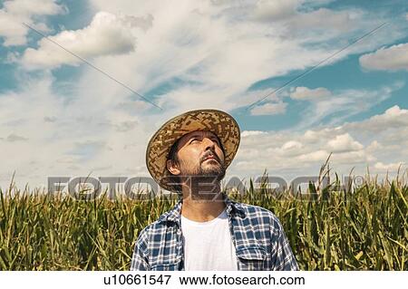 Serious corn farmer looking up at the sky View Large Photo Image Stock Photo - Serious corn farmer looking up at the sky. Fotosearch