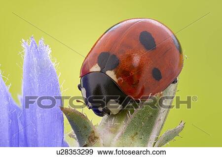 Stock Photo - Seven-spot ladybird. Fotosearch