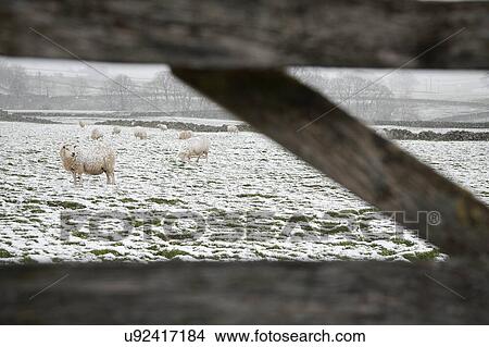 Sheep grazing on snowy field behind fence View Large Photo Image Picture - Sheep grazing on snowy field behind fence. Fotosearch
