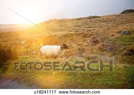 Stock Photo - Sheep in field with strong sunshine. Fotosearch