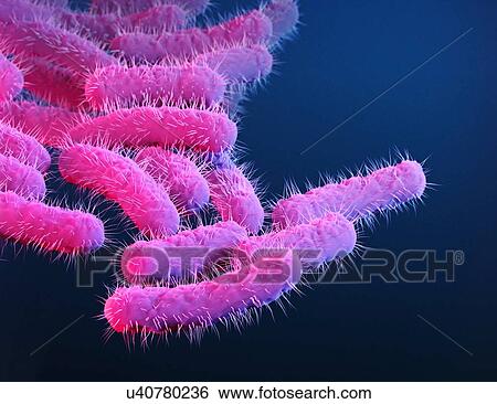 Stock Photograph - Shigella bacteria, illustration. Fotosearch