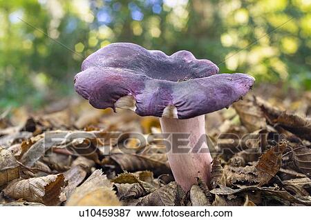 Stock Photo - Shrimp mushroom. Fotosearch
