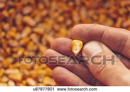 Stock Image - Single corn kernel in farmer's hand. Fotosearch