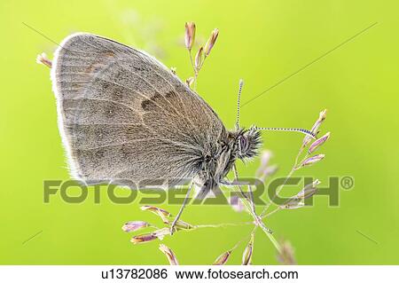 Small heath butterfly View Large Photo Image Stock Photograph - Small heath butterfly. Fotosearch