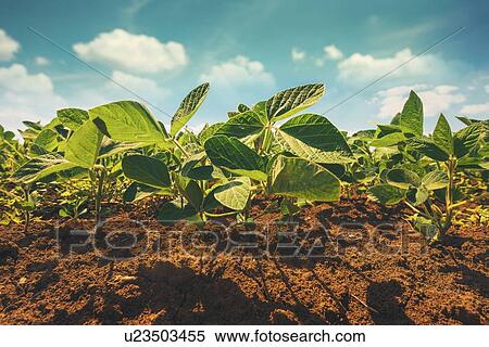Stock Photography - Small soybean plants growing in field. Fotosearch