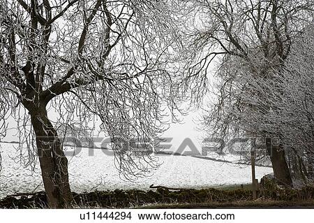 Picture - Snowcovered trees and field. Fotosearch