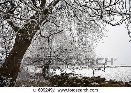Snowcovered trees and field View Large Photo Image Stock Photo - Snowcovered trees and field. Fotosearch