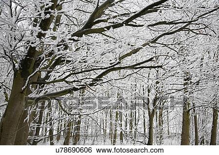 Stock Photograph - Snowcovered trees and field. Fotosearch