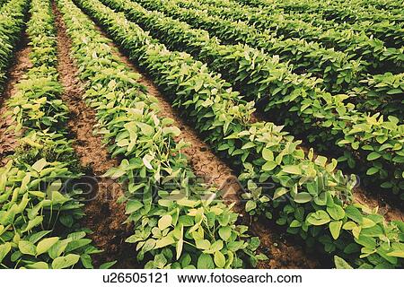 Stock Image - Soybean crop. Fotosearch