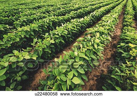Stock Photo - Soybean crop. Fotosearch