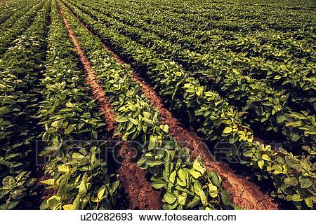 Stock Image - Soybean field. Fotosearch