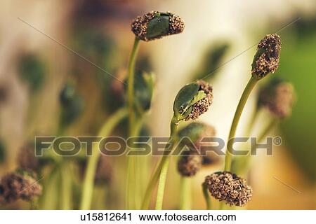 Stock Image - Soybean seedlings. Fotosearch