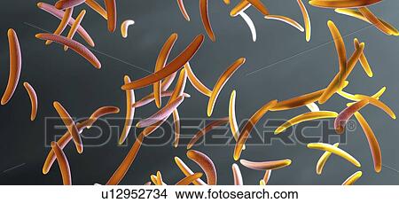 Picture - Sporozoite malaria pathogens, illustration. Fotosearch