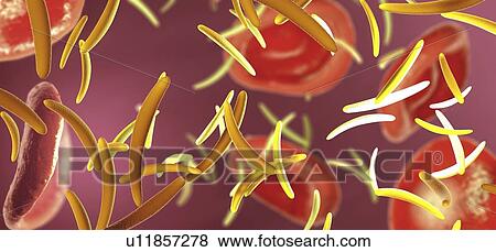 Stock Photo - Sporozoite malaria pathogens, illustration. Fotosearch