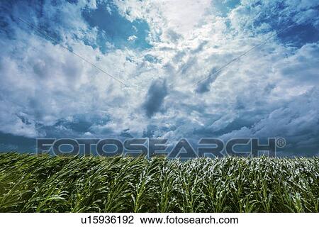 Stock Image - Strong wind blowing in corn field. Fotosearch