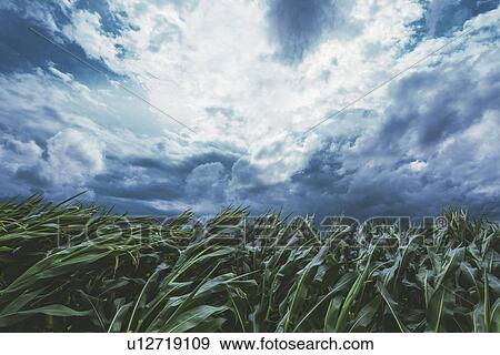 Strong wind blowing in corn field View Large Photo Image Stock Photo - Strong wind blowing in corn field. Fotosearch