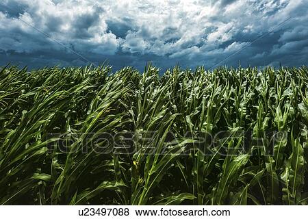 Stock Photo - Strong wind blowing in corn field. Fotosearch