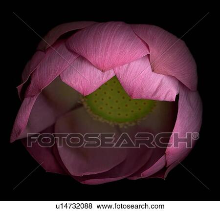 Studio shot of piing water lily View Large Photo Image Stock Photo - Studio shot of piing water lily. Fotosearch
