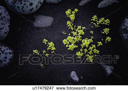 Stock Photo - Succulents growing out of black sand, Diamond beach, Iceland. Fotosearch